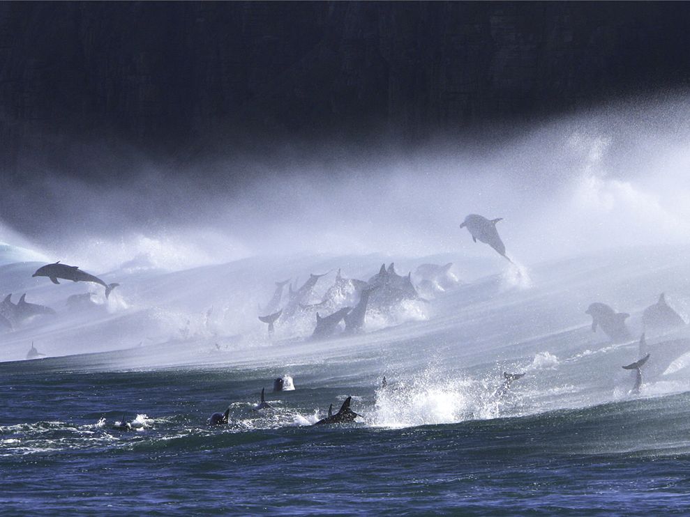 bottlenose-dolphins-surf_3594_990x742.jpg