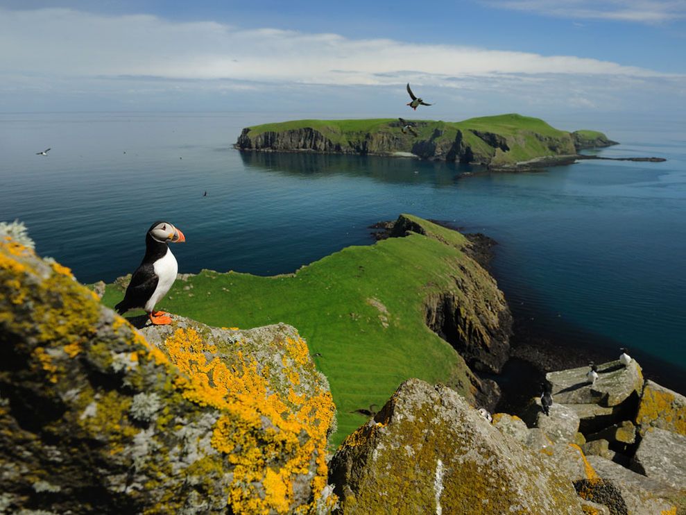 puffin-shiant-islands_13142_990x742.jpg