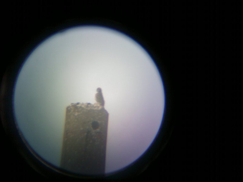 IMAG0007.jpg