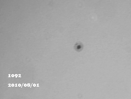 sunspots_20100801_0921_16.jpg