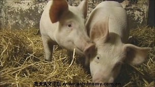 _48520598_pigs.jpg