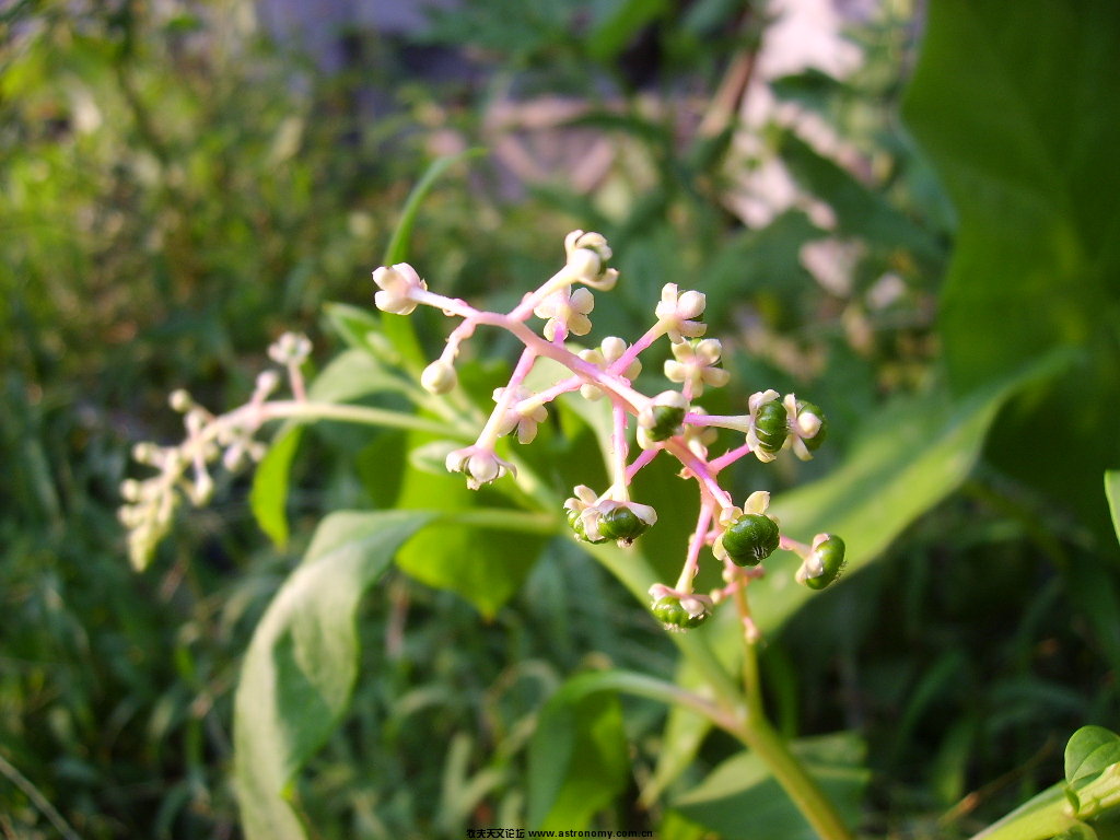 全为我家花草 自拍