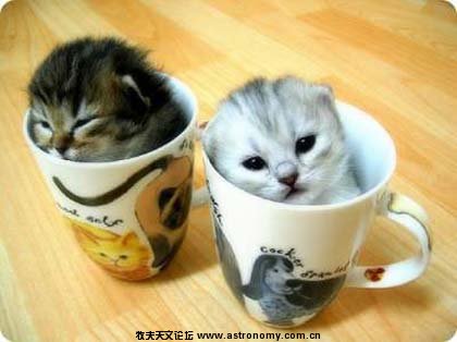 kitties-in-teacup.jpg