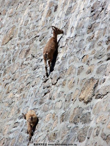 山羊挑战地心引力(图片来源：Adriano Migliorati/Caters News)