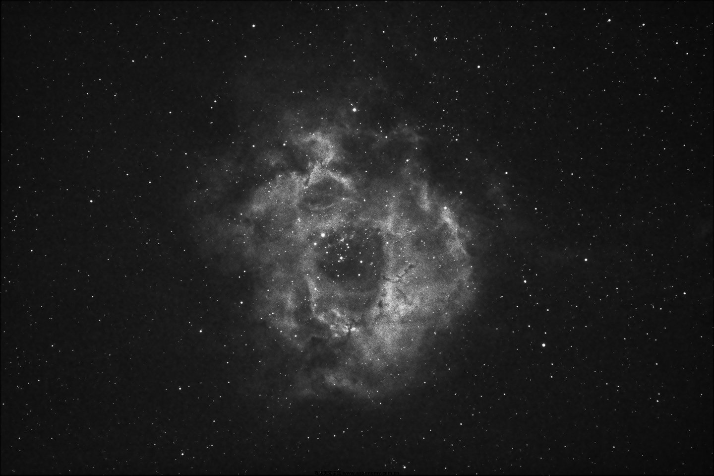 rose-1440.jpg