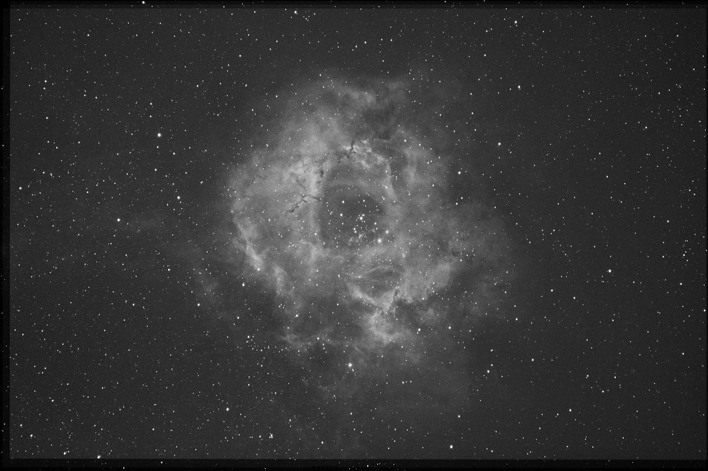rose-12-16.jpg