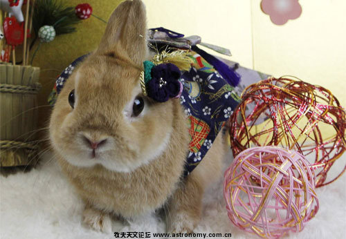 rabbit101225.jpg