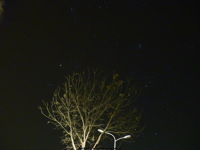 枯树与星空.jpg