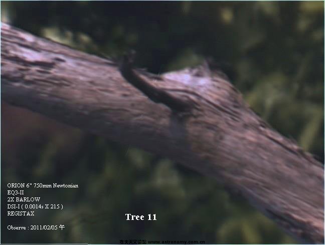 tree_final2.jpg