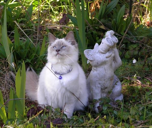 bird-watchers-suzanne-shepherd.jpg