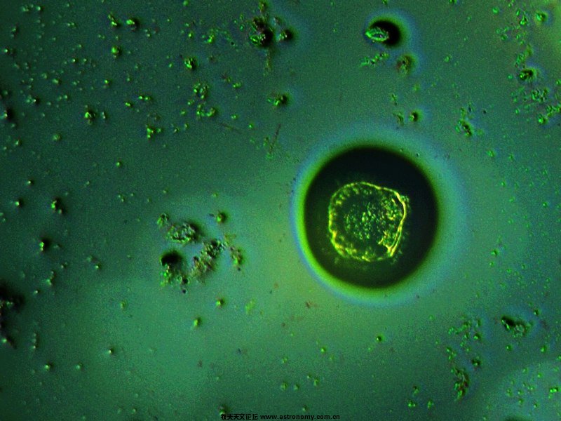 水中微生物.jpg