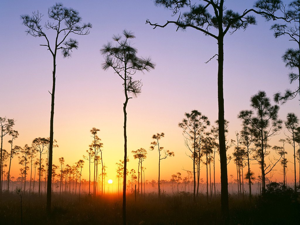 Silhouetted Pines at Sunrise Everglades National Park Florida.jpg
