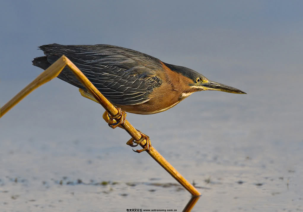 GreenHeron1xc2.jpg