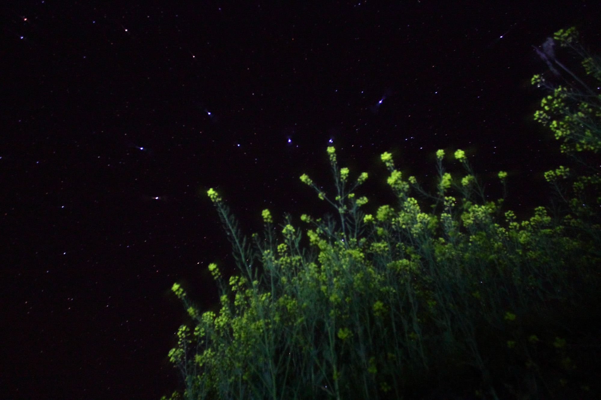 北斗七星下的油菜花.JPG