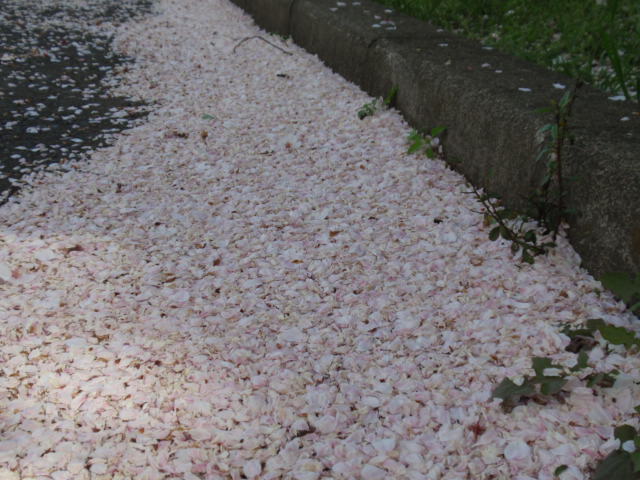 P4152022.JPG