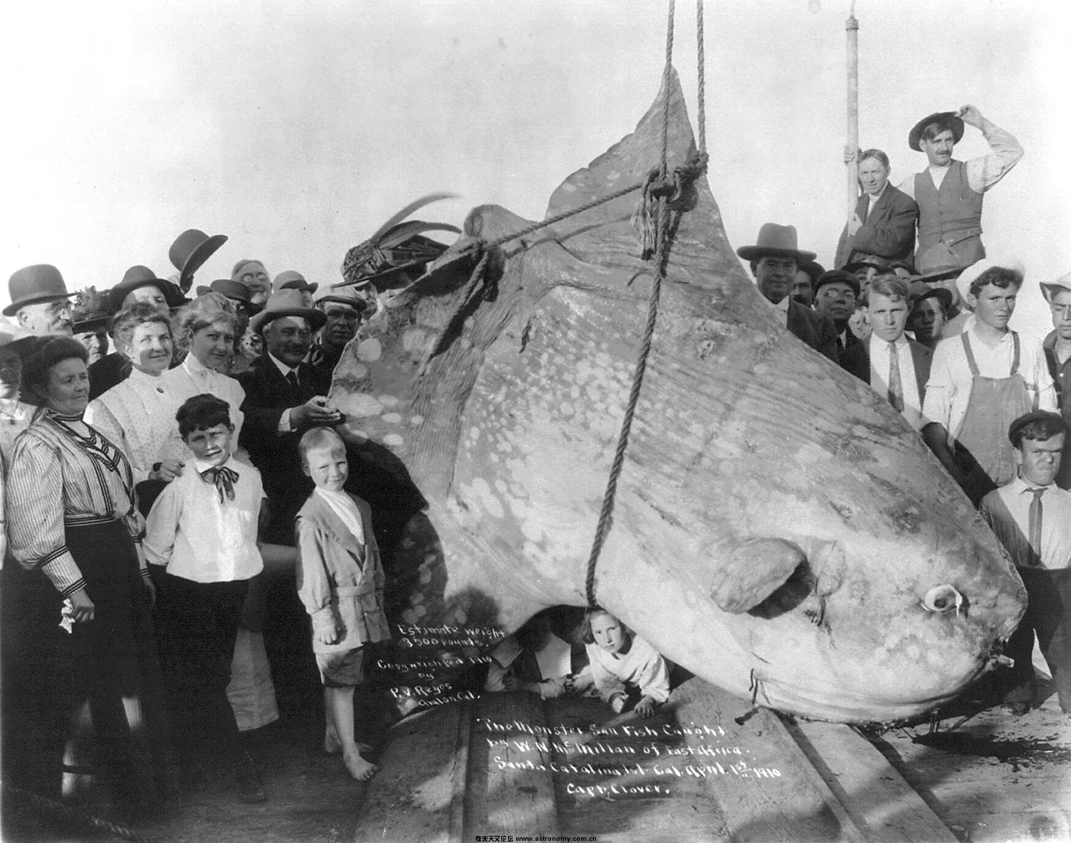 Enormous_Sunfish.jpg