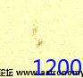 20110430黑子1200.jpg