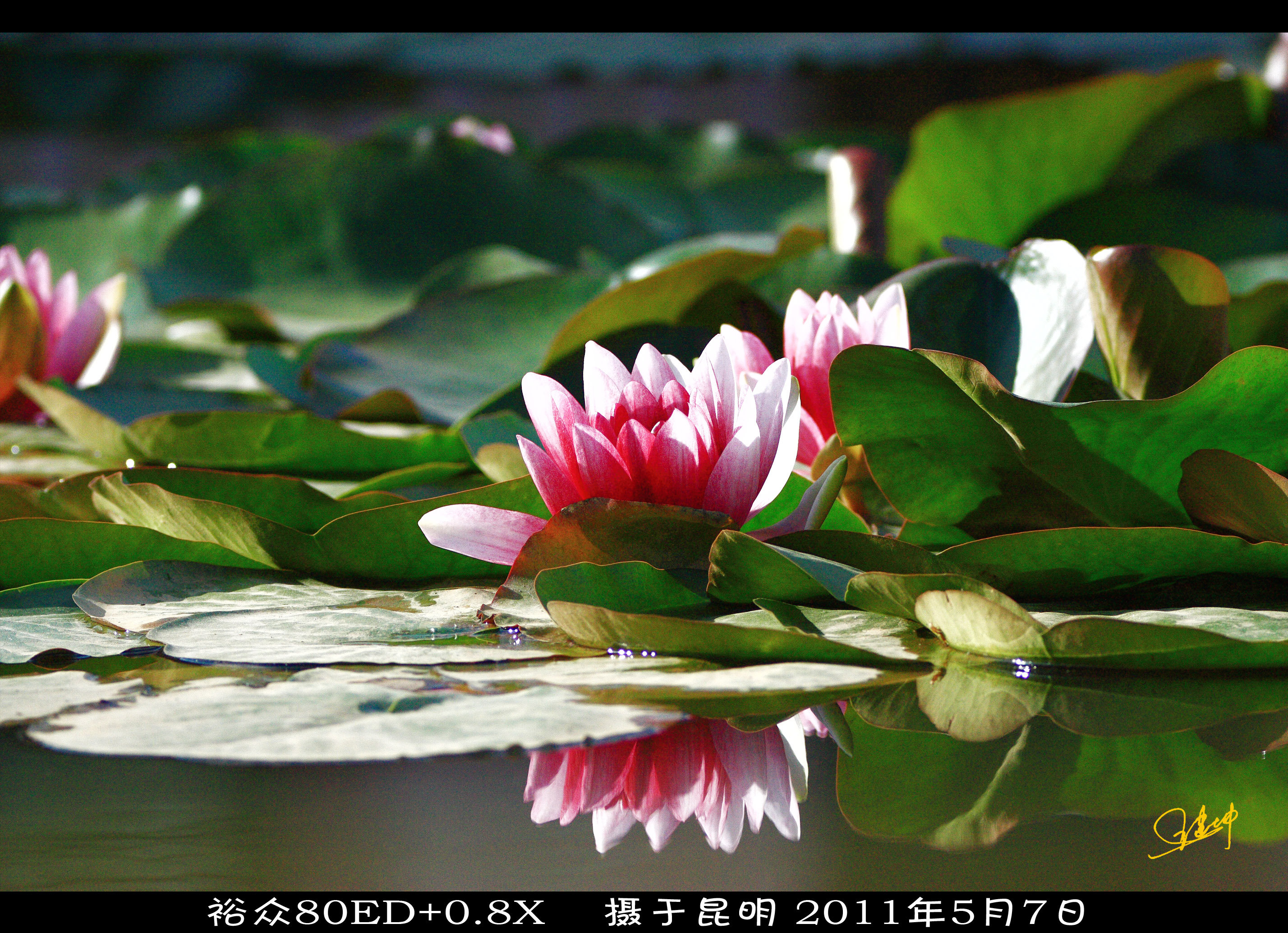 莲花5.jpg