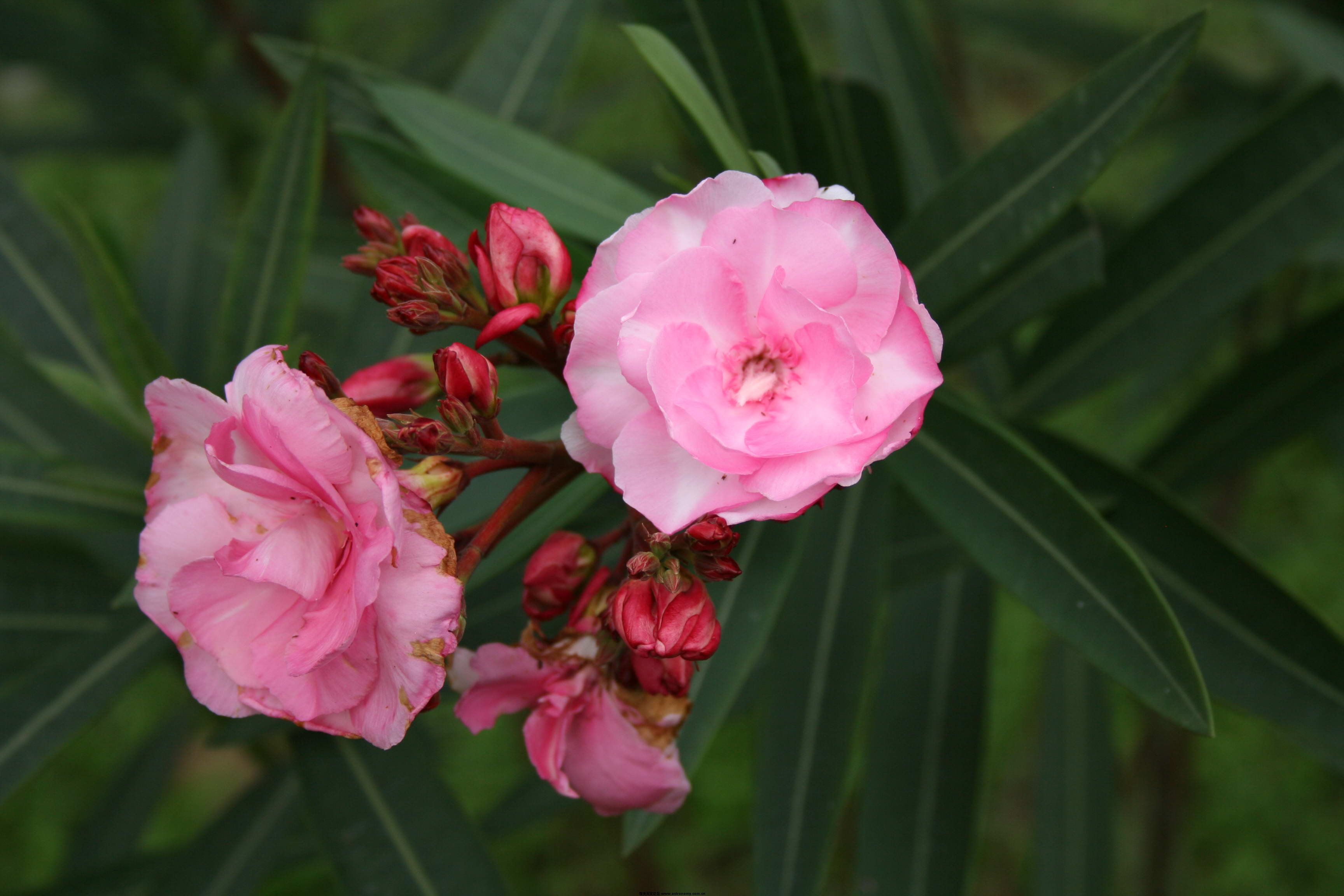 继续鲜花