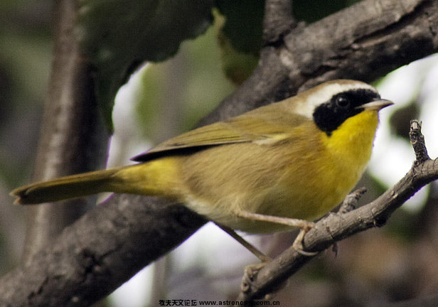 27069common-yellowthroat.jpg