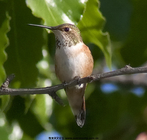 27069hummingbird-allens-snt.jpg