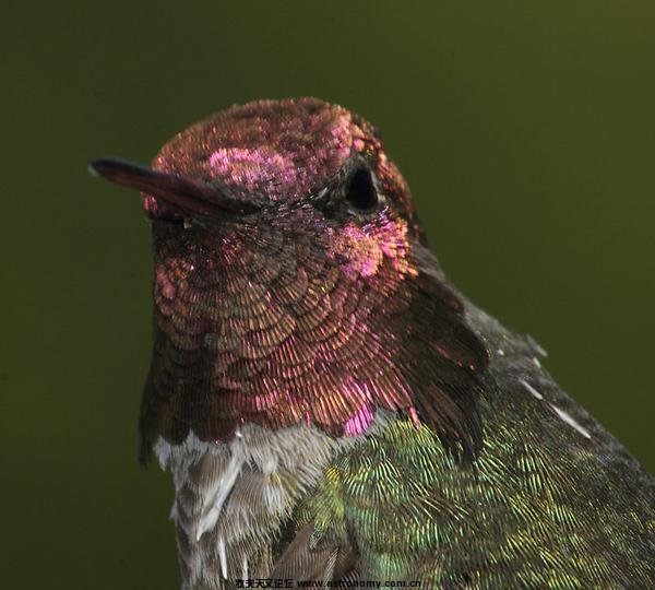 27069hummingbird-up-close-med.jpg