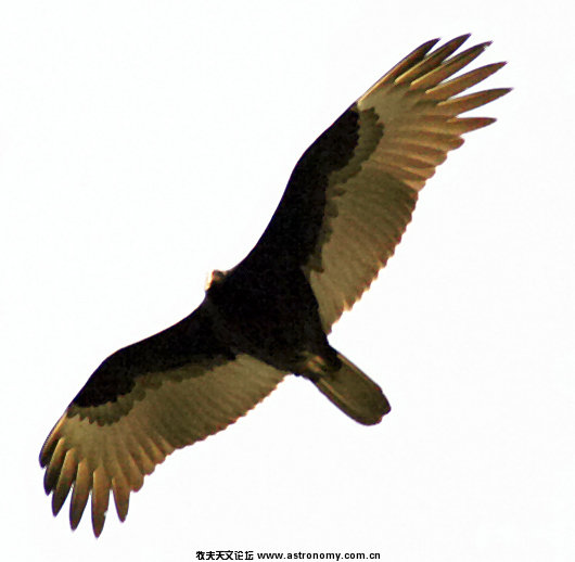 27069turkey-vulture-snt.jpg