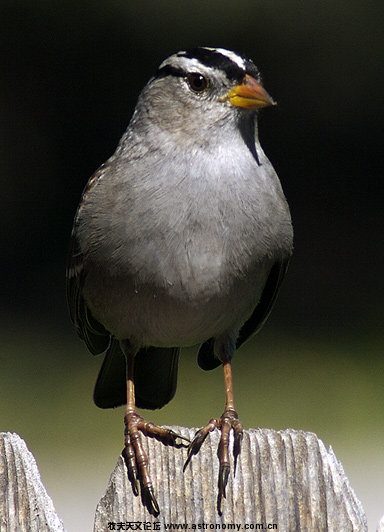 27069white-crowned-sparrow.jpg