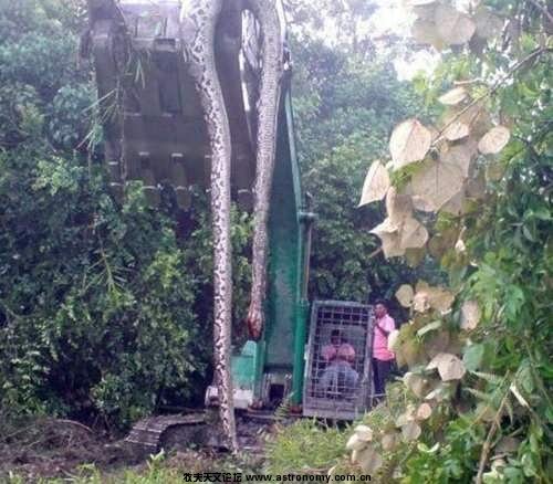 huge-snake-.jpg