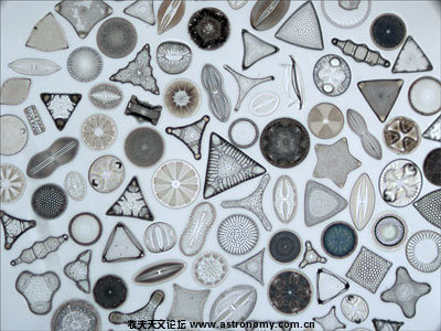 Diatoms10xB.jpg