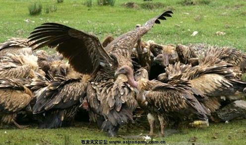 秃鹫争食1.JPG