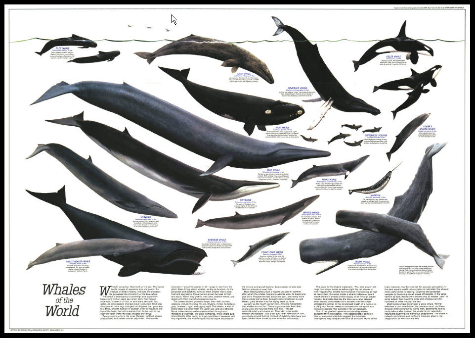 [美国国家地理]Great Whales of the World (1976)（缩略图）.jpg