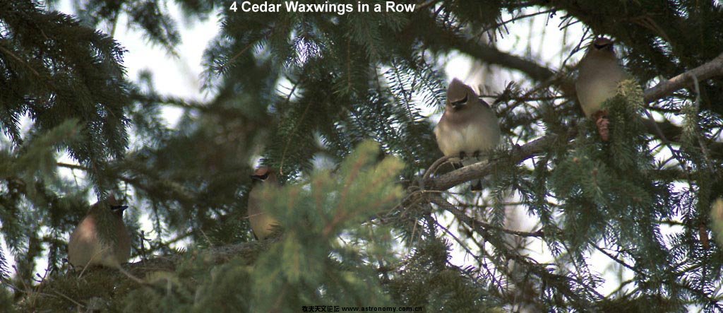 waxwingsw.jpg