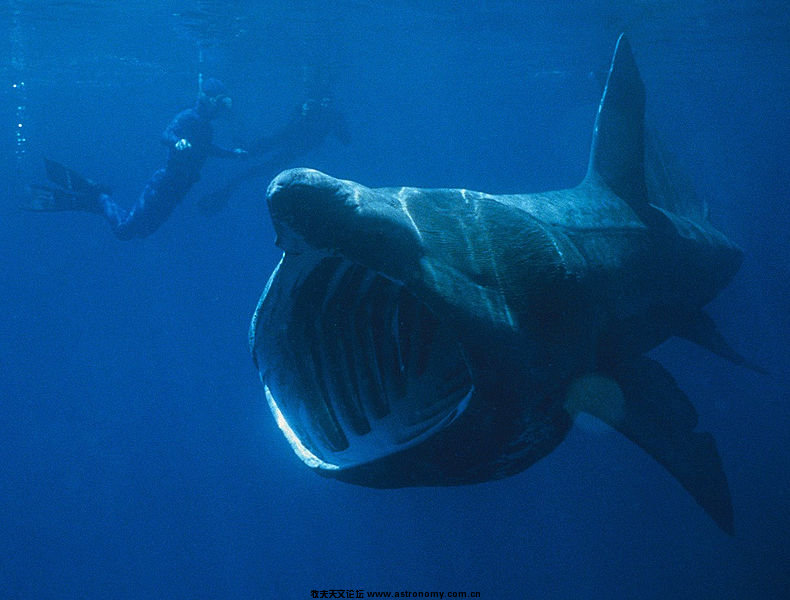 790px-Basking_Shark.jpg