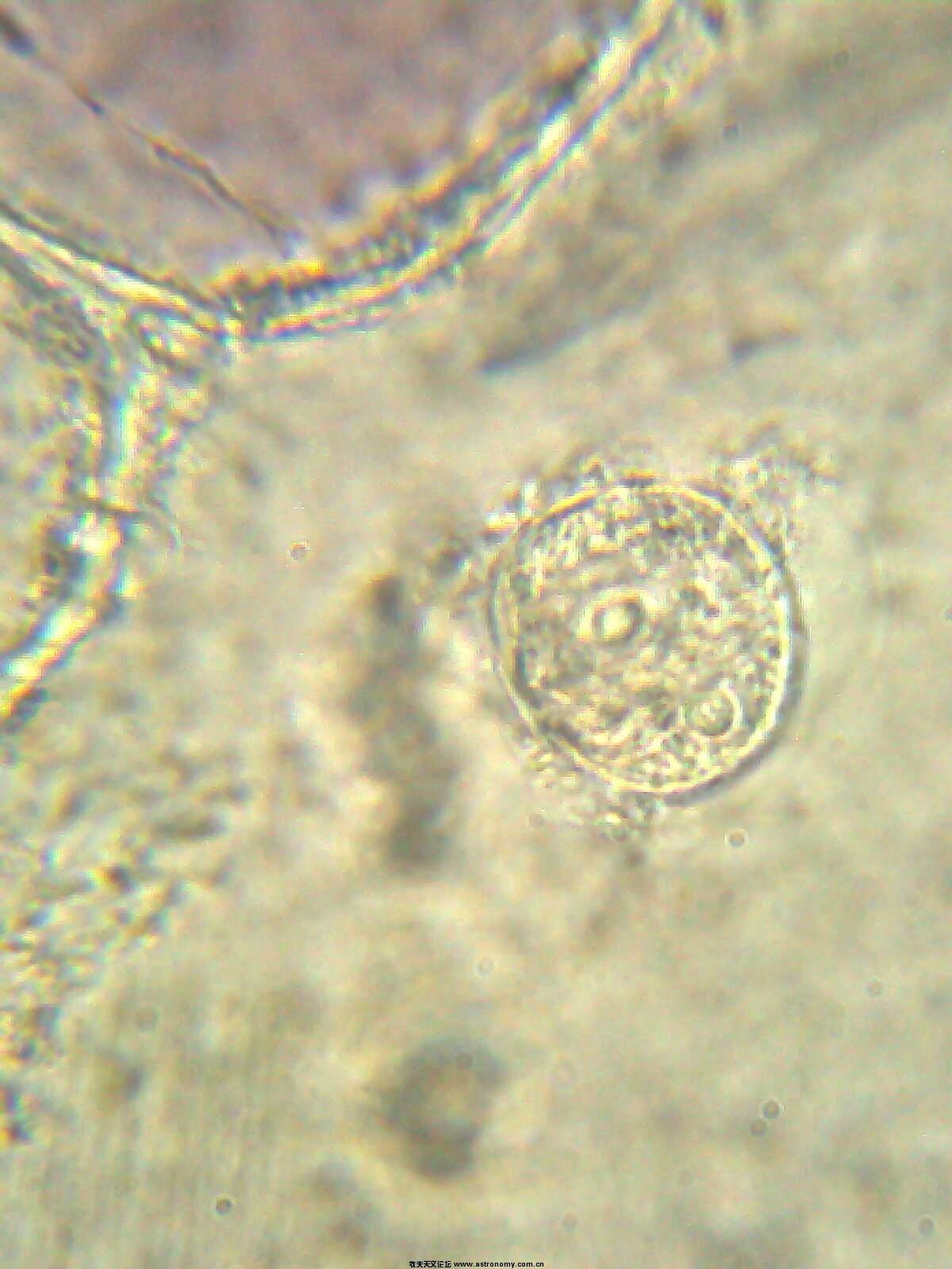 细胞壁细胞核.jpg