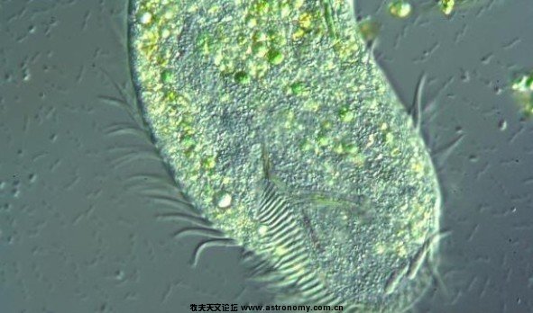 普通消色差物镜,能看到单细胞藻类的鞭毛吗