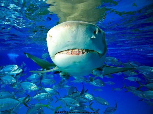 lemon-shark-bahamas_3320_600x450.jpg