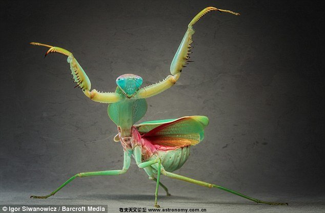 巨型马来西亚螳螂.jpg