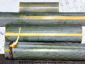 bamboo 02.jpg