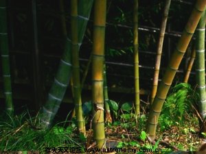 bamboo 01.jpg