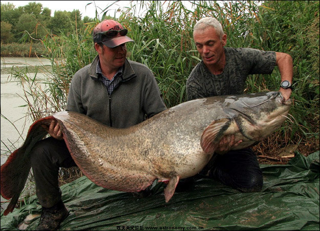 wels-catfish-picture.jpg