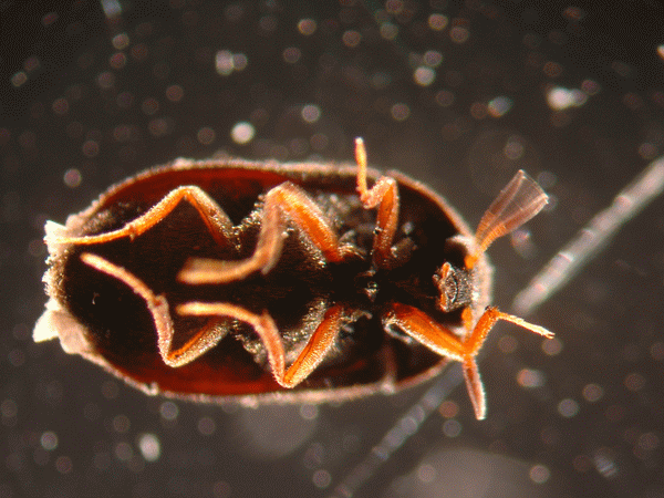 壁纸 动物 甲壳类 昆虫 桌面 600_450 gif 动态图 动图