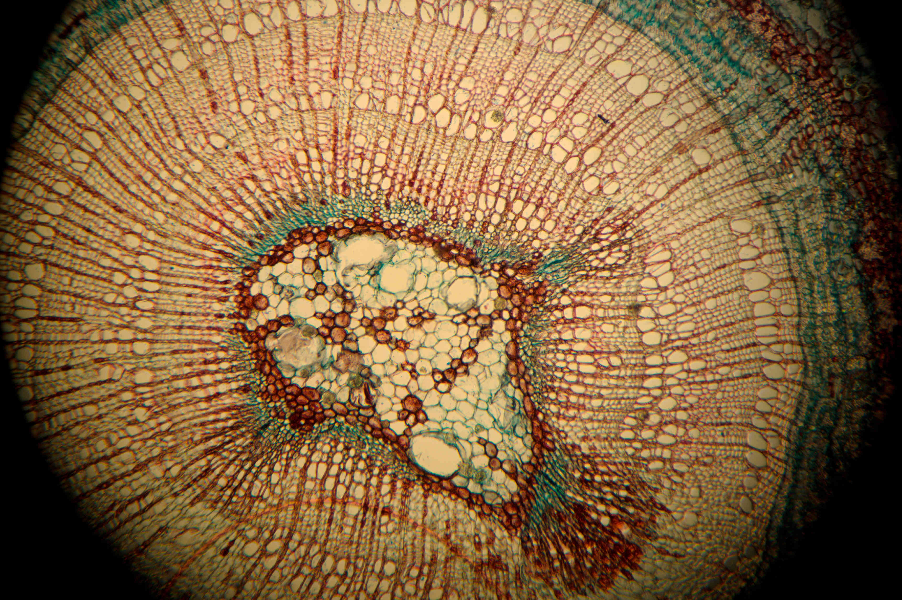 樟树叶横切生物结构图图片