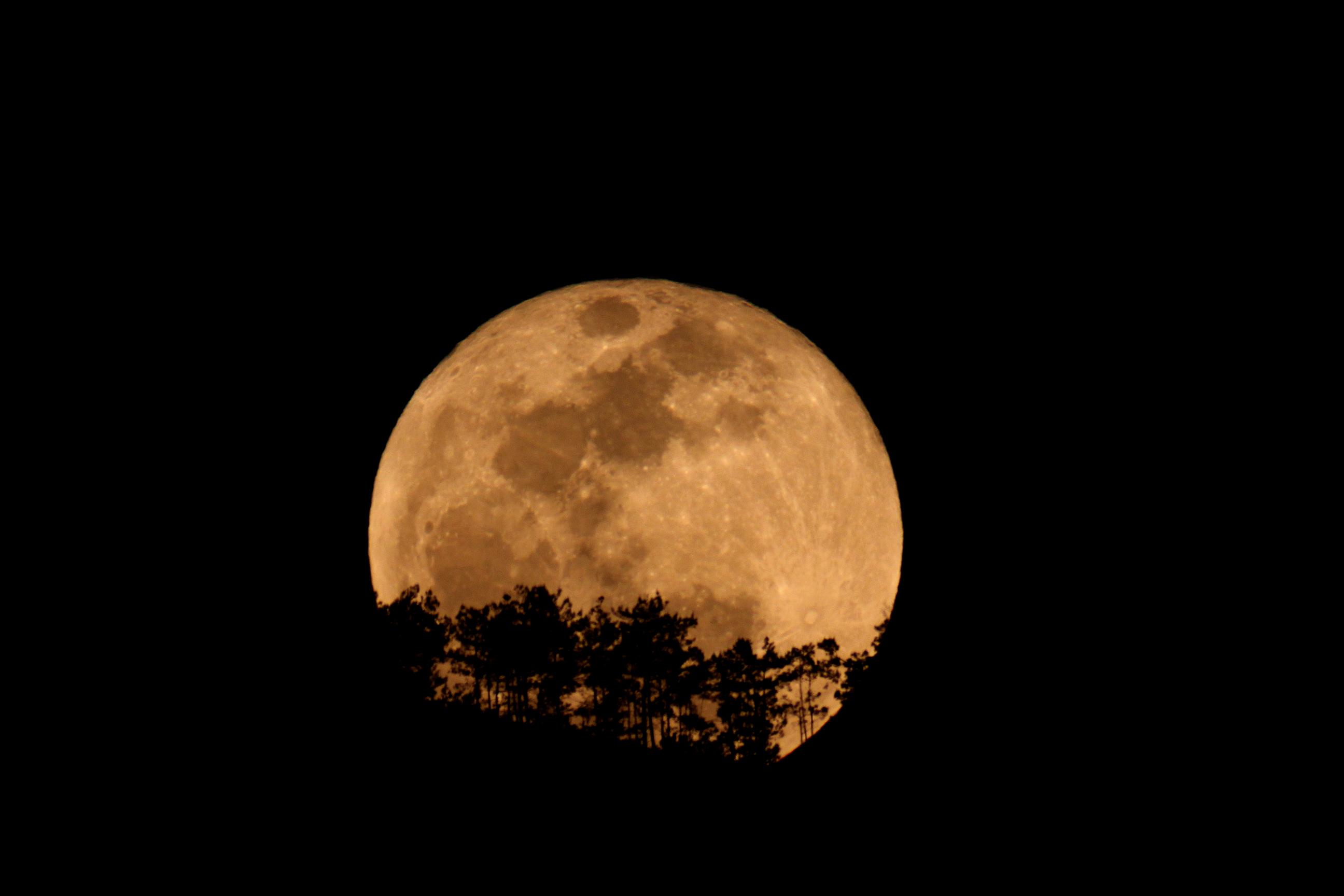 超级月亮从树梢间升起来