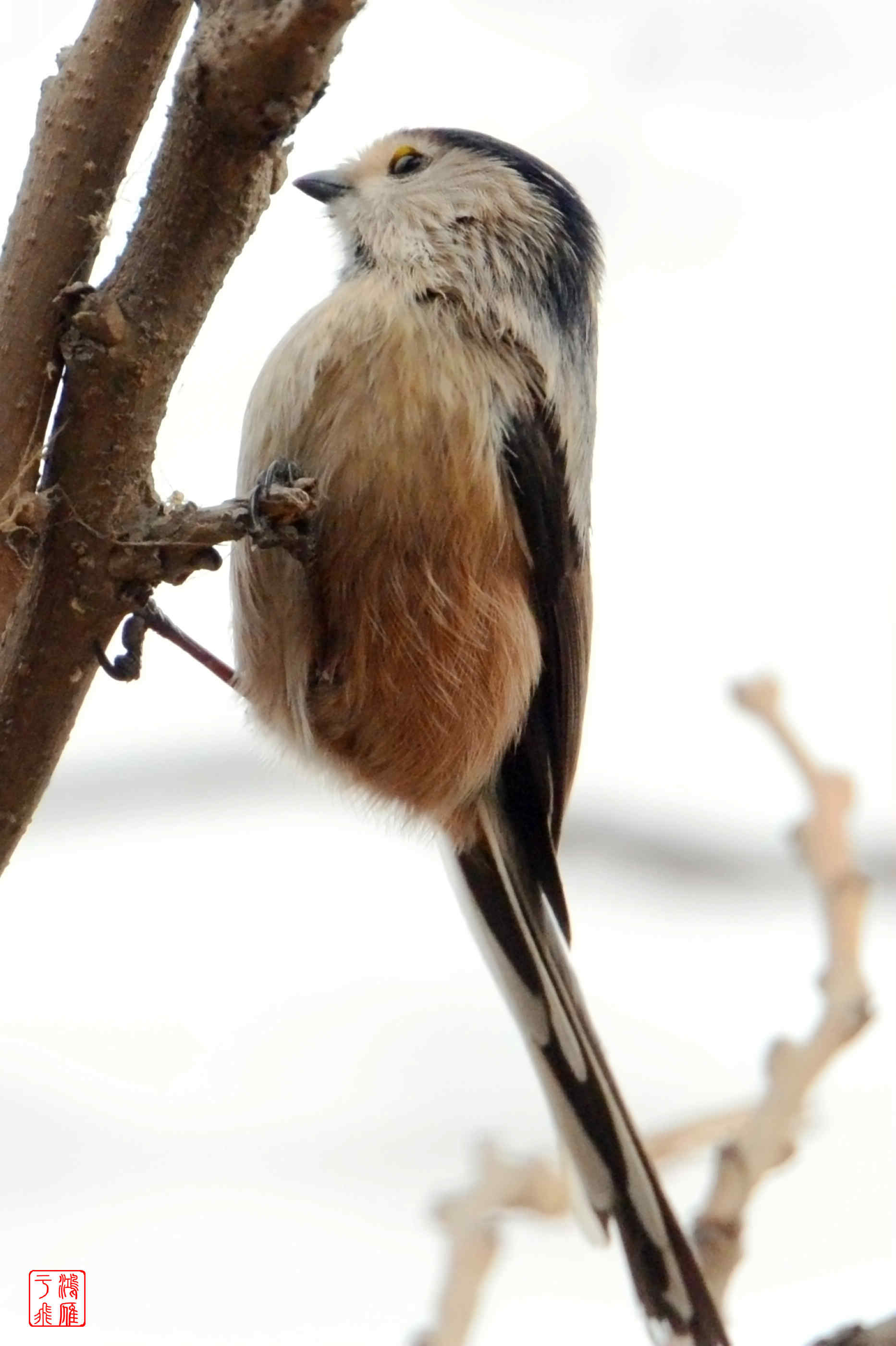 银喉长尾山雀亚种图片
