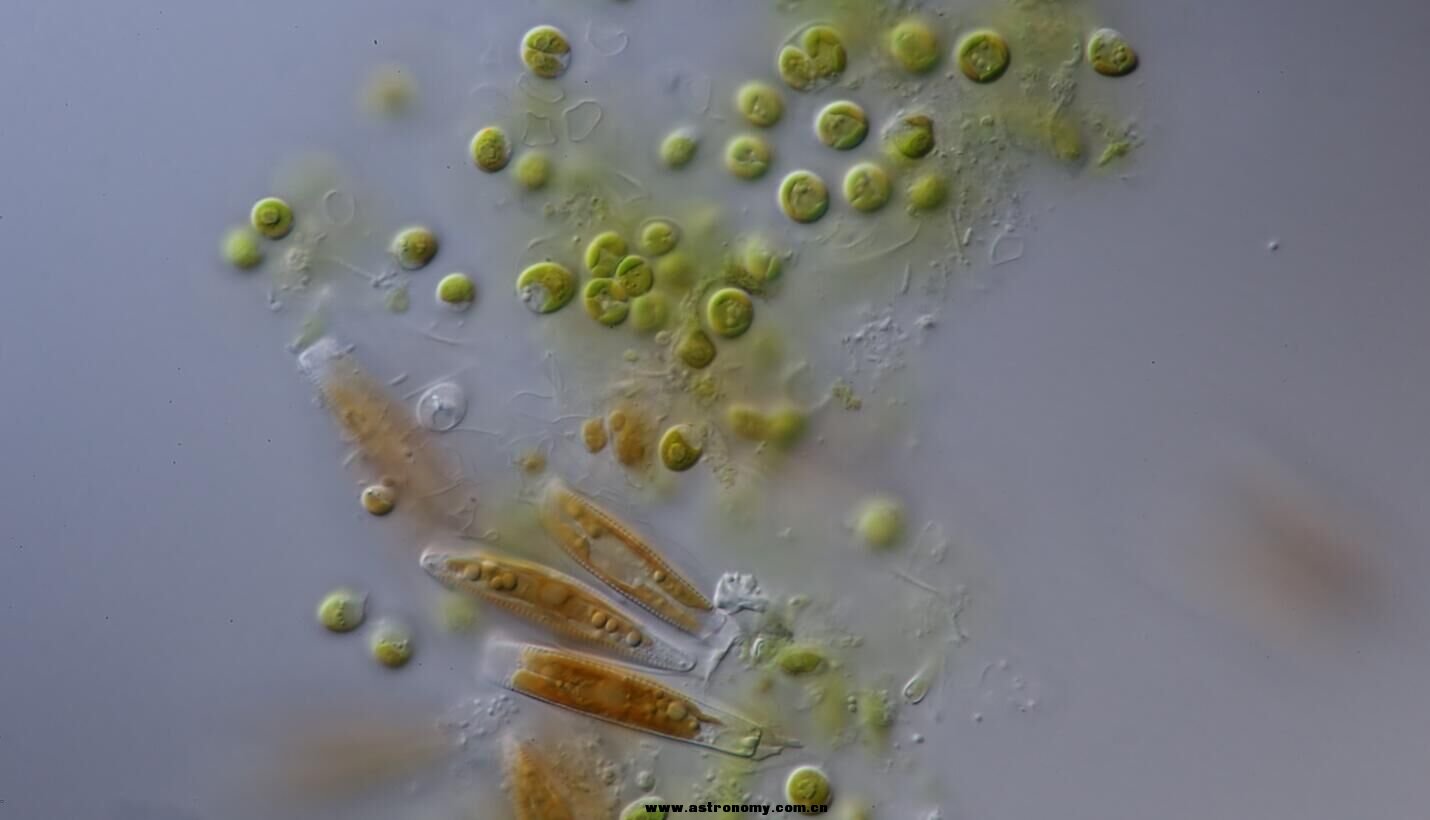 一滴水里的微生物图片图片