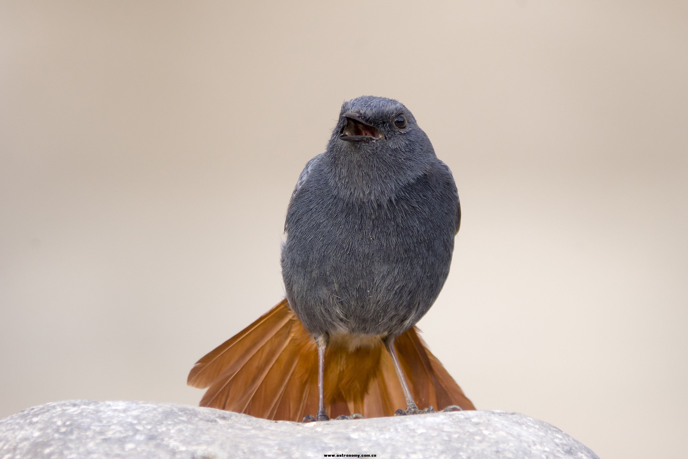 用日本kowa884观鸟镜拍摄的红尾水鸲,高清!