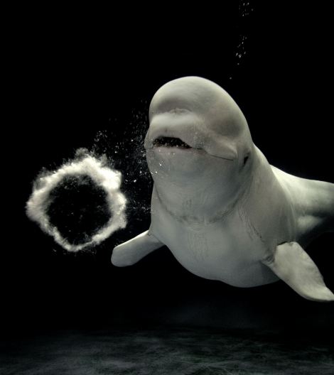 可爱的气泡,可爱的白鲸!
