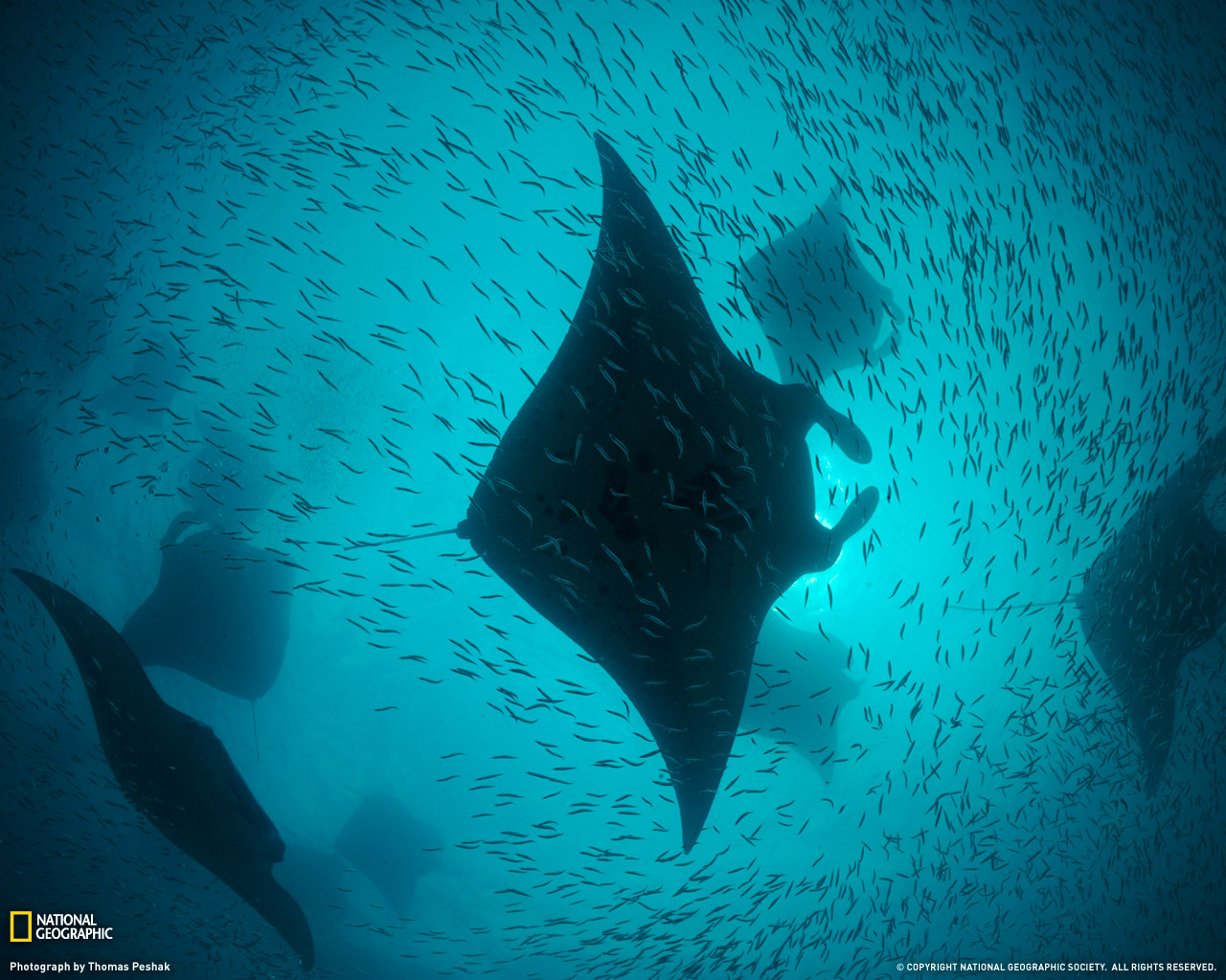 manta-rays-hanifaru-bay-1223659-091009-xl.jpg