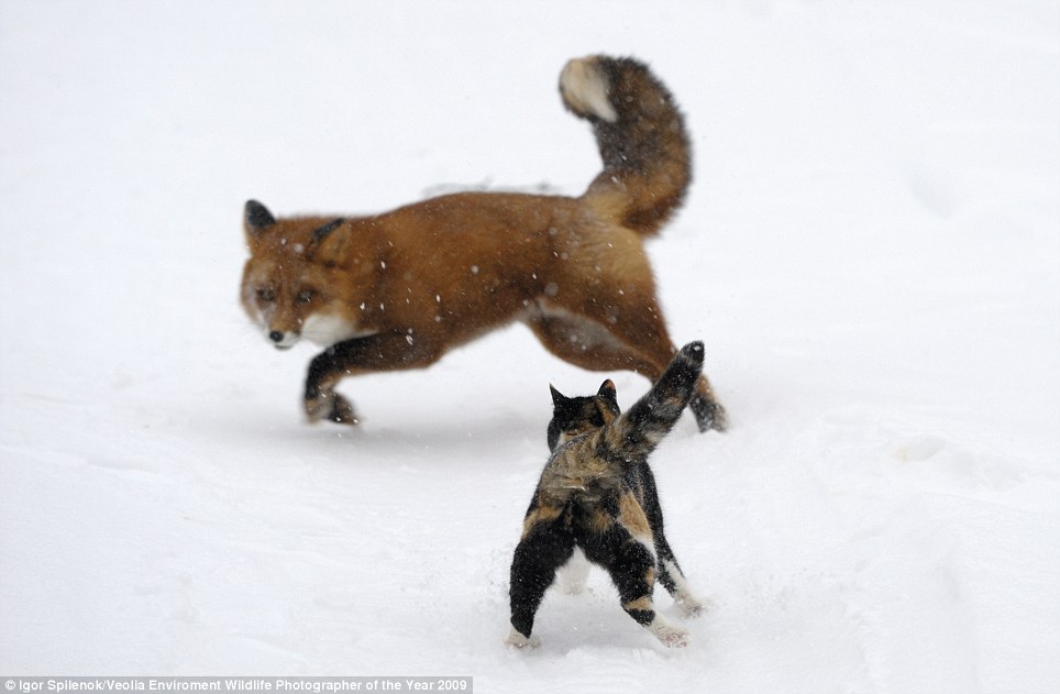 猫与狐狸的争斗
